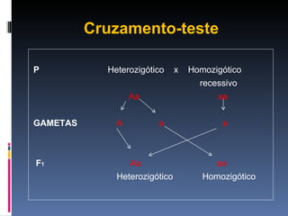 Cruzamento-teste P  Heterozigótico  x  Homozigótico  recessivo Aa  aa GAMETAS   A  a  a F 1   Aa  aa  Heterozigótico  Homozigótico  