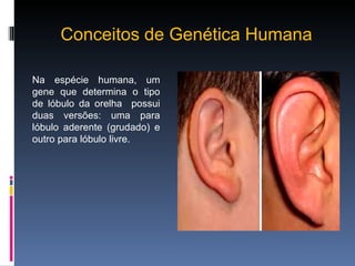 Conceitos de Genética Humana Na espécie humana, um gene que determina o tipo de lóbulo da orelha  possui duas versões: uma para lóbulo aderente (grudado) e outro para lóbulo livre.  