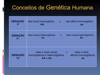 Conceitos de  Genética  Humana GERAÇÃO  P rata cinza homozigótica  x  rato albino homozigótico AA  aa GERAÇÃO F 1 ratas cinzas heterozigóticas  x  ratos cinzas heterozigóticos Aa  Aa   GERAÇÃO F 2 ratas e ratos cinzas  x  ratas e ratos  homozigóticos e heterozigóticos  albinos homozigóticos AA  e  Aa   aa 