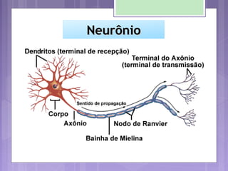 NeurônioNeurônio
 Corpo celular – centro de controle – contém o
núcleo e as organelas necessárias para o
funcionamento ce...