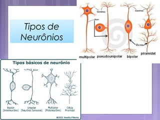 Neurônio - ClassificaçãoNeurônio - Classificação
 2. Funcional – de acordo com sua função:
 Neurônios Aferentes (Sensori...