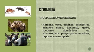 ▪HOSPEDEIRO VERTEBRADO
▪Homens, cães, equinos, asinios ou
asininos (asno, jumento), gatos,
roedores domésticos ou
sinantrópicos, preguiças, tamanduás,
raposas e marsupiais
 