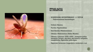 ▪ HOSPEDEIRO INVERTEBRADO => VETOR
▪ Flebotomíneos hematófagos
▪ Ordem: Díptera
▪ Família: Psychodidae
▪ Sub-Família: Plhebotominae
▪ Gênero: Phlebotomus (Velho Mundo)
▪ Gênero: Lutzomya (LTA e LVA) - mosquito-palha,
tatuquira, birigui, asa dura, asa branca, cangalha,
cangalhinha, ligeirinho, péla-égua
▪ Espécies: Lutizomya longpalpis e Lutizomya cruzi
 