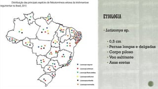 ▪ Lutizomya sp.
▪ 0,5 cm
▪ Pernas longas e delgadas
▪ Corpo piloso
▪ Voo saltitante
▪ Asas eretas
 