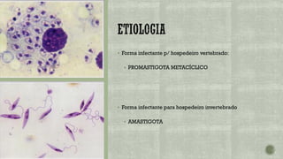 ▪ Forma infectante p/ hospedeiro vertebrado:
▪ PROMASTIGOTA METACÍCLICO
▪ Forma infectante para hospedeiro invertebrado
▪ AMASTIGOTA
 