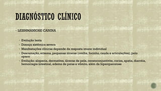 ▪ LEISHMANIOSE CANINA
▪ Evolução lenta
▪ Doença sistêmica severa
▪ Manifestações clínicas depende da resposta imune individual
▪ Descamação, eczema, pequenas úlceras (orelha, focinho, cauda e articulações), pelo
opaco
▪ Evolução: alopecia, dermatites, úlceras de pele, ceratoconjuntivite, coriza, apatia, diarréia,
hemorragia intestinal, edema de patas e vômito, além da hiperqueratose
 