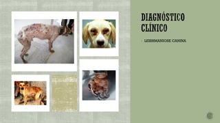 ▪ LEISHMANIOSE CANINA
 