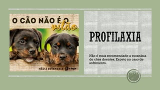 Não é mais recomendado a eutanásia
de cães doentes. Exceto no caso de
sofrimento.
 