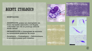 ▪ MORFOLOGIA
▪ AMASTIGOTA: possui um cinetoplasto em
forma de bastão associado a um flagelo
rudimentar que não se prolonga além da
borda celular
▪ PROMASTIGOTA: o cinetoplasto se encontra
na extremidade posterior do corpo
▪ Amastigota → Promastigota → flebotomíneos,
é necessário passar pelo intestino.
 