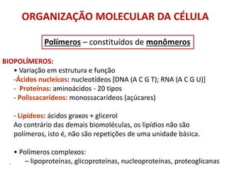 ORGANIZAÇÃO MOLECULAR DA CÉLULA
BIOPOLÍMEROS:
• Variação em estrutura e função
-Ácidos nucleicos: nucleotídeos [DNA (A C G T); RNA (A C G U)]
- Proteínas: aminoácidos - 20 tipos
- Polissacarídeos: monossacarídeos (açúcares)
- Lipídeos: ácidos graxos + glicerol
Ao contrário das demais biomoléculas, os lipídios não são
polímeros, isto é, não são repetições de uma unidade básica.
• Polímeros complexos:
– lipoproteínas, glicoproteínas, nucleoproteínas, proteoglicanas
Polímeros – constituídos de monômeros
.
 