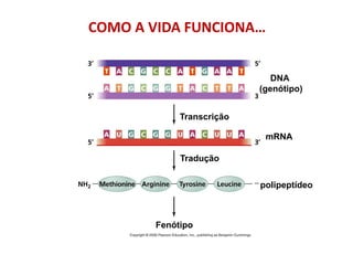 Transcrição
Tradução
DNA
(genótipo)
mRNA
polipeptídeo
Fenótipo
COMO A VIDA FUNCIONA…
 