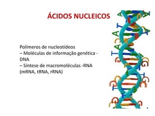 ÁCIDOS NUCLEICOS
Polímeros de nucleotídeos
– Moléculas de informação genética -
DNA
– Síntese de macromoléculas -RNA
(mRNA, tRNA, rRNA)
 