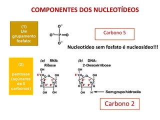 COMPONENTES DOS NUCLEOTÍDEOS
Carbono 5
Carbono 2
Nucleotídeo sem fosfato é nucleosídeo!!!
 