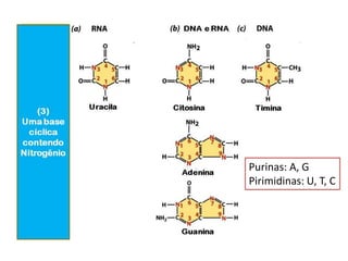 Purinas: A, G
Pirimidinas: U, T, C
 
