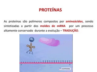 PROTEÍNAS
As proteínas são polímeros compostos por aminoácidos, sendo
sintetizadas a partir dos moldes de mRNA por um processo
altamente conservado durante a evolução – TRADUÇÃO.
 