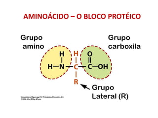 AMINOÁCIDO – O BLOCO PROTÉICO
 