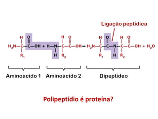 Polipeptídio é proteína?
 