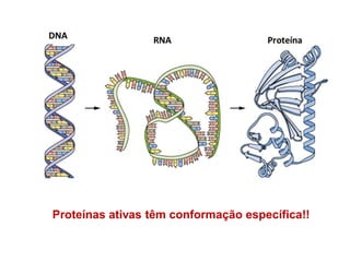 Proteínas ativas têm conformação específica!!
 