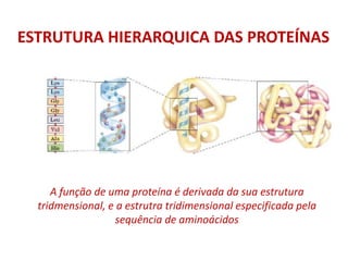 ESTRUTURA HIERARQUICA DAS PROTEÍNAS
A função de uma proteína é derivada da sua estrutura
tridmensional, e a estrutra tridimensional especificada pela
sequência de aminoácidos
 