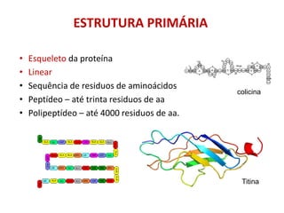 ESTRUTURA PRIMÁRIA
• Esqueleto da proteína
• Linear
• Sequência de residuos de aminoácidos
• Peptídeo – até trinta residuos de aa
• Polipeptídeo – até 4000 residuos de aa.
colicina
Titina
 