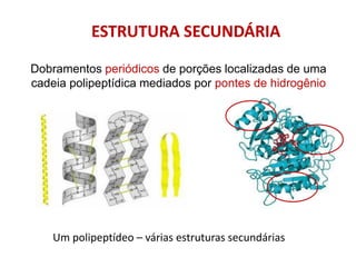 ESTRUTURA SECUNDÁRIA
Dobramentos periódicos de porções localizadas de uma
cadeia polipeptídica mediados por pontes de hidrogênio
Um polipeptídeo – várias estruturas secundárias
 