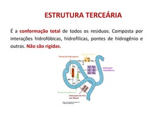 ESTRUTURA TERCEÁRIA
É a conformação total de todos os residuos. Composta por
interações hidrofóbicas, hidrofílicas, pontes de hidrogênio e
outras. Não são rigidas.
 