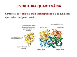 ESTRUTURA QUARTENÁRIA
Composta por dois ou mais polipeptideos ou subunidades
que podem ser iguais ou não.
 