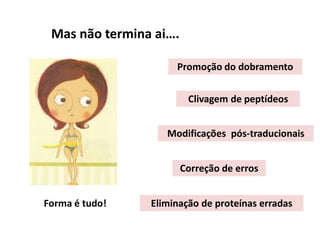 Mas não termina ai….
Forma é tudo!
Promoção do dobramento
Clivagem de peptídeos
Modificações pós-traducionais
Correção de erros
Eliminação de proteínas erradas
 