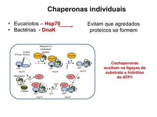 Chaperonas individuais
• Eucariotos – Hsp70
• Bactérias - DnaK
Cochaperonas
auxiliam na ligaçao do
substrato e hidrólise
do ATP!!
Evitam que agredados
proteícos se formem
 