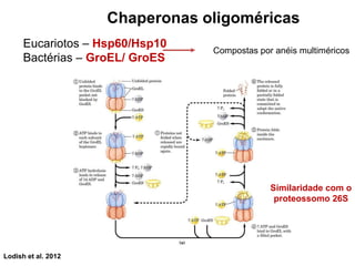 Chaperonas oligoméricas
Eucariotos – Hsp60/Hsp10
Bactérias – GroEL/ GroES
Compostas por anéis multiméricos
Similaridade com o
proteossomo 26S
Lodish et al. 2012
 