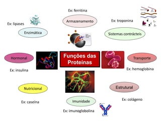 Funções das
Proteínas
Enzimática
Ex: lipases
Nutricional
Hormonal Transporte
Armazenamento
Sistemas contrácteis
Estrutural
Imunidade
Ex: ferritina
Ex: hemoglobina
Ex: insulina
Ex: colágeno
Ex: imunoglobolina
Ex: caseína
Ex: troponina
 