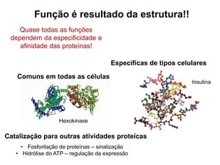 Função é resultado da estrutura!!
Quase todas as funções
dependem da especificidade e
afinidade das proteínas!
Comuns em todas as células
Específicas de tipos celulares
Insulina
Hexokinase
Catalização para outras atividades proteícas
• Fosforilação de proteínas – sinalização
• Hidrólise do ATP – regulação da expressão
 