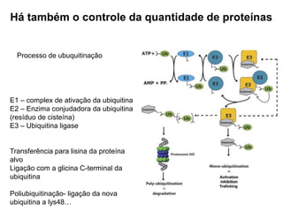 Há também o controle da quantidade de proteínas
Processo de ubuquitinação
E1 – complex de ativação da ubiquitina
E2 – Enzima conjudadora da ubiquitina
(resíduo de cisteína)
E3 – Ubiquitina ligase
Transferência para lisina da proteína
alvo
Ligação com a glicina C-terminal da
ubiquitina
Poliubiquitinação- ligação da nova
ubiquitina a lys48…
 