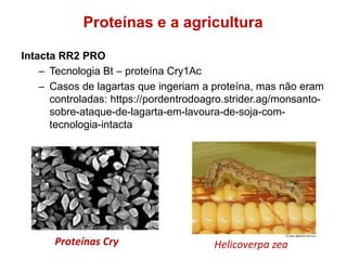 Intacta RR2 PRO
– Tecnologia Bt – proteína Cry1Ac
– Casos de lagartas que ingeriam a proteína, mas não eram
controladas: https://pordentrodoagro.strider.ag/monsanto-
sobre-ataque-de-lagarta-em-lavoura-de-soja-com-
tecnologia-intacta
Helicoverpa zea
Proteínas Cry
Proteínas e a agricultura
 
