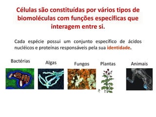 Células são constituídas por vários tipos de
biomoléculas com funções específicas que
interagem entre si.
Cada espécie possui um conjunto específico de ácidos
nucléicos e proteínas responsáveis pela sua identidade.
Algas Fungos
Bactérias
Plantas Animais
 