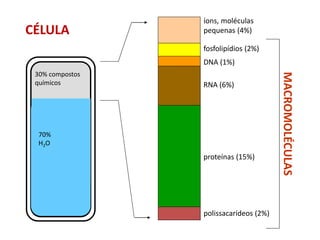 30% compostos
químicos
70%
H2O
íons, moléculas
pequenas (4%)
fosfolipídios (2%)
DNA (1%)
RNA (6%)
proteínas (15%)
polissacarídeos (2%)
MACROMOLÉCULAS
CÉLULA
 