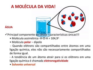 A MOLÉCULA DA VIDA!
ÁGUA
✓Principal componente da célula – características únicas!!!
• Molécula assimétrica -H-O-H = 104,9o
• Molécula polar – dipolo
- Quando elétrons são compartilhados entre átomos em uma
ligação química, eles não são necessariamente compartilhados
de forma igual.
- A tendência de um átomo atrair para si os elétrons em uma
ligação química é chamada eletronegatividade
• Solvente universal
 