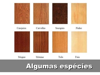 Algumas espécies
 