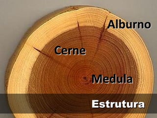 Alburno
Cerne

        Medula
        Estrutura
 