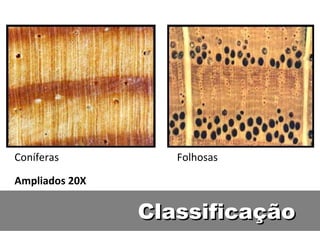 Coníferas          Folhosas

Ampliados 20X

                Classificação
 