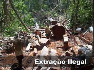 Extração Ilegal
 