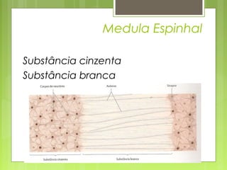 Medula Espinhal 
Substância cinzenta 
Substância branca 
 