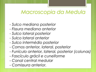 Macroscopia da Medula 
- Sulco mediano posterior 
- Fissura mediana anterior 
- Sulco lateral posterior 
- Sulco lateral anterior 
- Sulco intermédio posterior 
- Cornos anterior, lateral, posterior 
- Funículo anterior, lateral, posterior (colunas) 
- Fascículo grácil e cuneiforme 
- Canal central medular 
- Comissura anterior. 
 