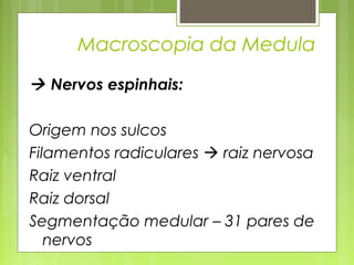 Macroscopia da Medula 
 Nervos espinhais: 
Origem nos sulcos 
Filamentos radiculares  raiz nervosa 
Raiz ventral 
Nervo espinhal 
Raiz dorsal 
Segmentação medular – 31 pares de 
nervos 
 