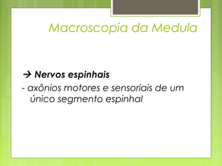 Macroscopia da Medula 
 Nervos espinhais 
- axônios motores e sensoriais de um 
único segmento espinhal 
 