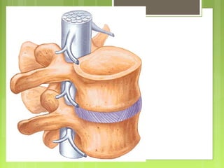 nervo espinhal 
(saindo pelo 
forame 
intervertebral) 
 