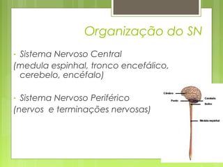 Organização do SN 
- Sistema Nervoso Central 
(medula espinhal, tronco encefálico, 
cerebelo, encéfalo) 
- Sistema Nervoso Periférico 
(nervos e terminações nervosas) 
 