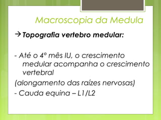 Macroscopia da Medula 
Topografia vertebro medular: 
- Até o 4º mês IU, o crescimento 
medular acompanha o crescimento 
vertebral 
(alongamento das raízes nervosas) 
- Cauda equina – L1/L2 
 