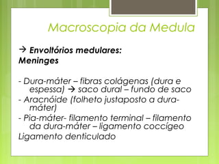 Macroscopia da Medula 
 Envoltórios medulares: 
Meninges 
- Dura-máter – fibras colágenas (dura e 
espessa)  saco dural – fundo de saco 
- Aracnóide (folheto justaposto a dura-máter) 
- Pia-máter- filamento terminal – filamento 
da dura-máter – ligamento coccígeo 
Ligamento denticulado 
 