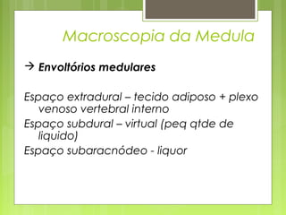 Macroscopia da Medula 
 Envoltórios medulares 
Espaço extradural – tecido adiposo + plexo 
venoso vertebral interno 
Espaço subdural – virtual (peq qtde de 
liquido) 
Espaço subaracnódeo - liquor 
 